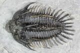 Spiny Comura Trilobite - Top Quality Specimen #106852-2